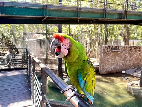 El Zoológico de Culiacán ofrece una experiencia inolvidable para estos ...