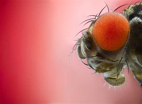 Fruit Flies Bite