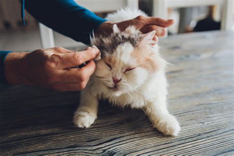 Hati Hati Penyakit Mata Ini Bisa Picu Kebutaan Pada Kucing Merdeka