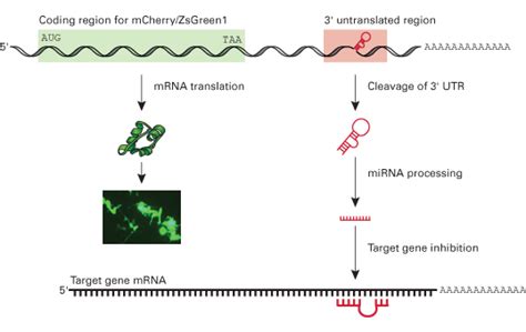 ZsGreen1 fluorescent protein