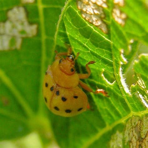 How To Get Rid Of Mexican Bean Beetles Planet Natural