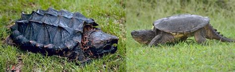 Alligator Snapping Turtle vs Common Snapping Turtle: Main Differences ...