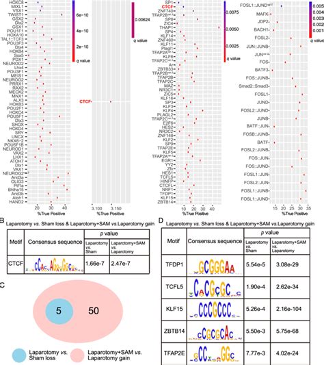 Motif Analysis Of Differential Accessibility Regions A Motifs That