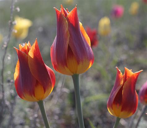 Тюльпаны. Tulipa gesneriana - Тюльпан Геснера (Шренка): shinkarenkostas ...