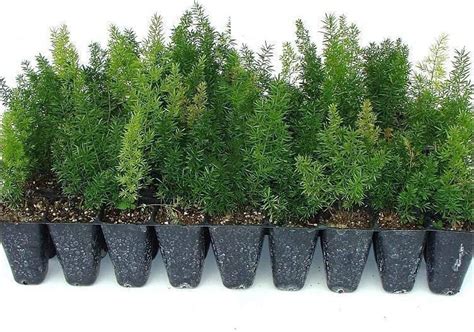 Asparagus Densiflorus Meyersii Succulent 5 Seeds Meyeri Foxtail Cat