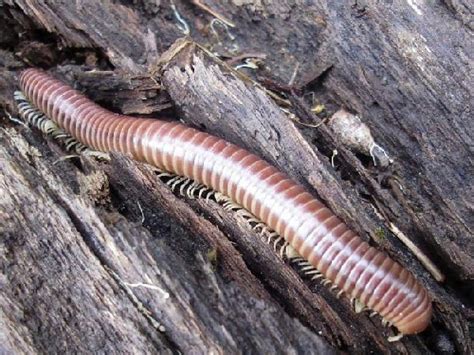Piolho De Cobra É Perigoso - Piolho De Cobra Tem Veneno? É Perigoso? – Mundo Ecologia