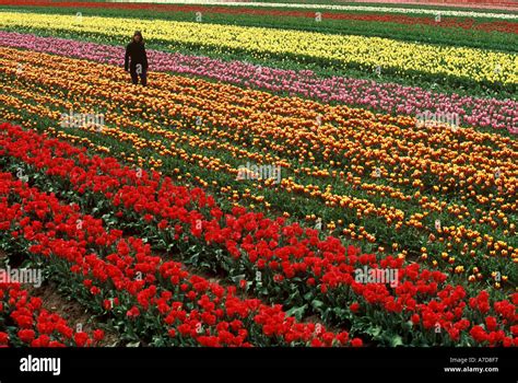 Tulip Farm near Invercargill New Zealand Stock Photo - Alamy