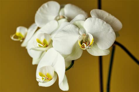 300000 Free Desktop Wallpaper Orchid And Desktop Wallpaper Images Pixabay