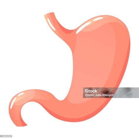 Human Stomach Anatomy Of Digestion Internal Organ Stock Illustration