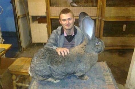 Самый большой кролик | Невероятный мир