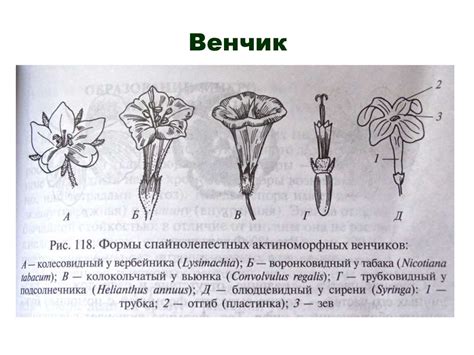 Основы морфологии растений - презентация онлайн