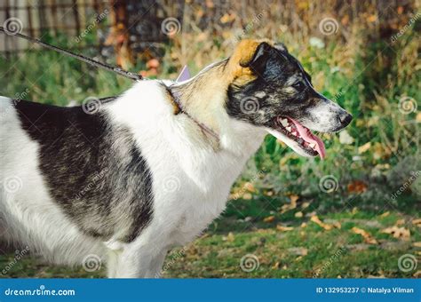 Un Perro Grande Hermoso De La Raza Mezclada Es Blanco Con Los Puntos