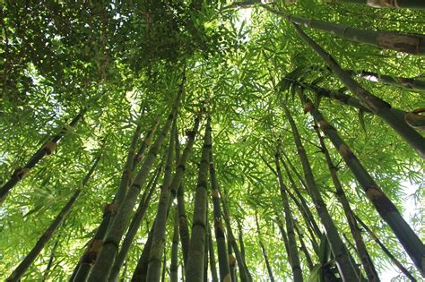 Tall bamboo plants - Bamboo Plants HQ