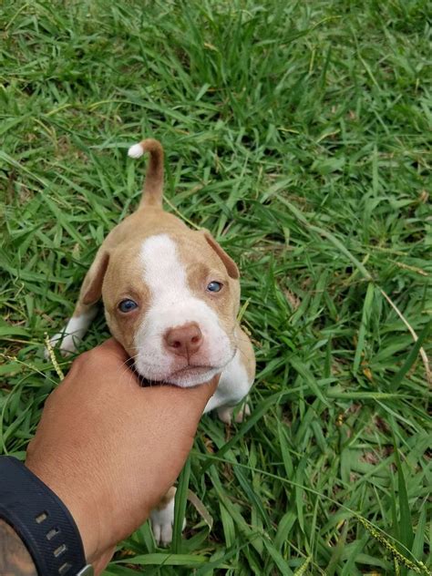 Blue fawn pitbull puppies 5 weeks old for sale in Bryan, TX - 5miles ...