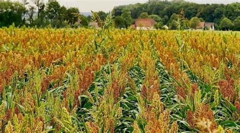 Major Diseases In Sorghum