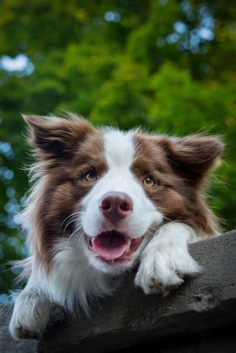 Adorable Young Border Collie Dog Sitting On The Ground Green Foliage