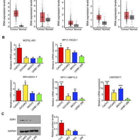 Expression Of Lncrnas In Ov Cancer And Cell Lines A By Using