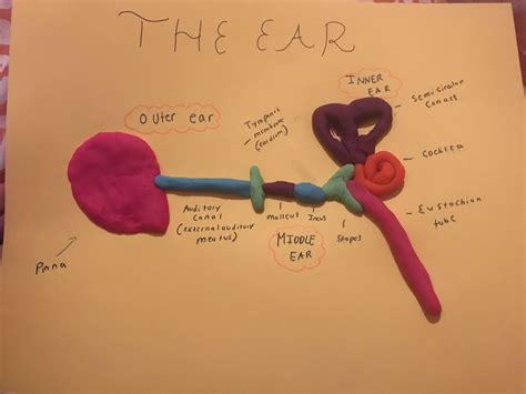 Diagram Inner Ear Diagram Project Mydiagramonline