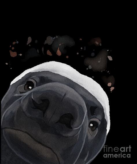 Curious Honey Badger Digital Art By Creativedesigns Pixels