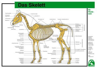 Lehr Pferdetafel A4 Für Pferde giftige Pflanzen