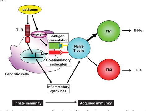 Figure 1 From Toll Like Receptors In Innate Immunity Semantic Scholar