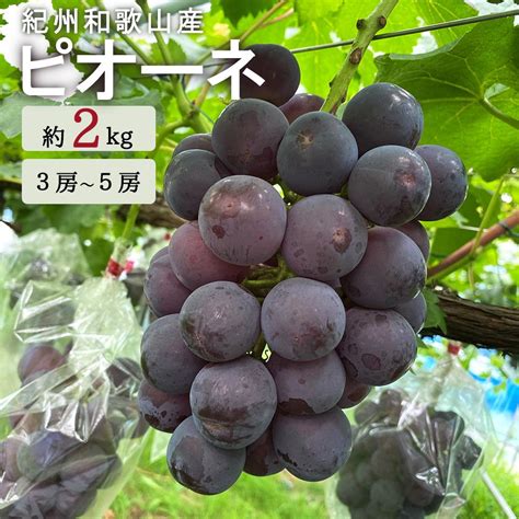 ピオーネ 約2kg 紀州和歌山 かつらぎ産【2025年8月下旬以降発送予定】【ut119】 ふるさとパレット ～東急グループのふるさと納税～