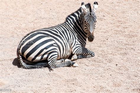 Zebra Lie Down Stock Photo Download Image Now Lying Down Striped