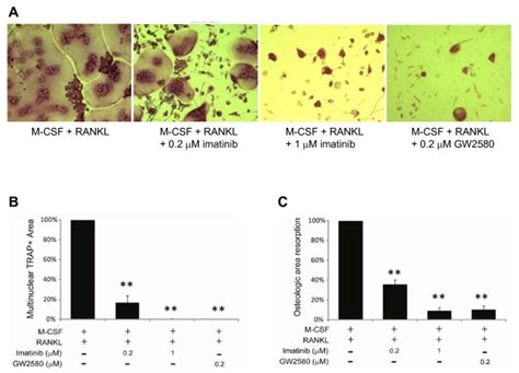 C Fms Inhibition Blocks Osteoclast Differentiation Bone Marrow Cells