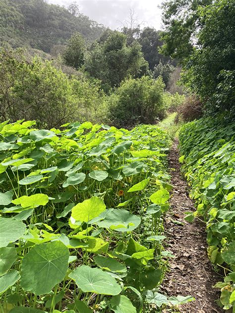 LAUREL FOREST | Hiking Gran Canaria, Guided hikes and hiking tours in Gran Canaria