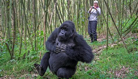 Gorilla Trekking In Volcanoes National Park Gorilla Trekking Tours