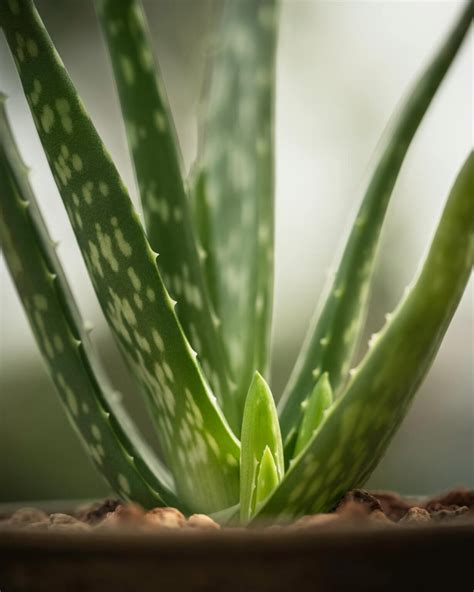 Unlocking the Spiritual Powers of Aloe Vera: Healing and Protection