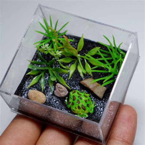 Miniature Pacman Frog Terrarium Etsy