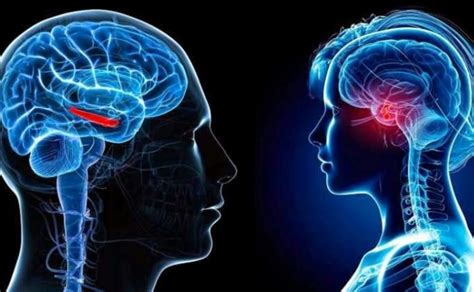 Revelan qué ocurre en el cerebro cuando estamos enamorados Radio