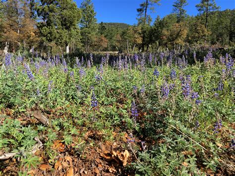 Безплатна снимка : растение, пътека, ливада, прерия, цвете, ботаника ...