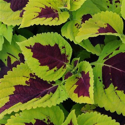 Coleus Seeds Coleus Kong Annual Flower Seeds