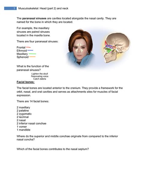 Head And Neck Handout The Paranasal Sinuses Are Cavities Located