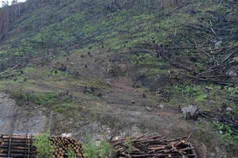 Suman Mil Hect Reas De Bosques Afectados Por Plaga Del Gorgojo