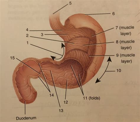 Esophagus And Stomach Diagram Quizlet