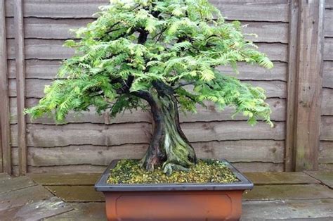 Giant Sequoia Bonsai Tree Care Guide - Organize With Sandy