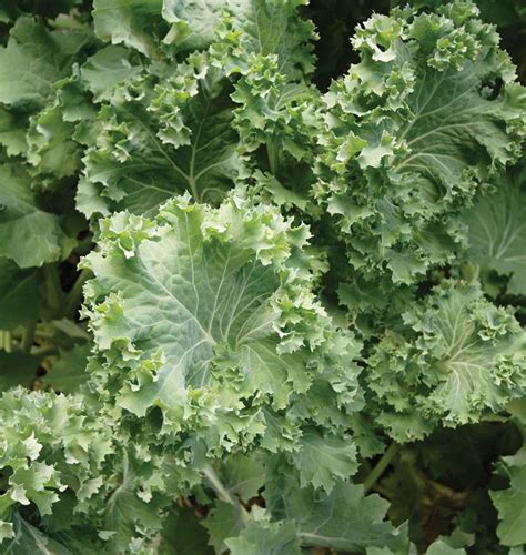 Improved Siberian Kale Seeds West Coast Seeds