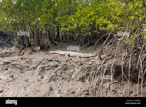 Sundarban West Bengal India December Crocodile Sunbathing