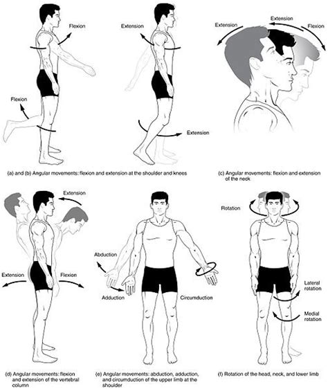 8.4E: Synovial Joint Movements - Medicine LibreTexts