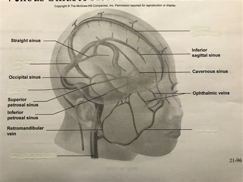 Veins Of The Head And Neck Diagram Quizlet