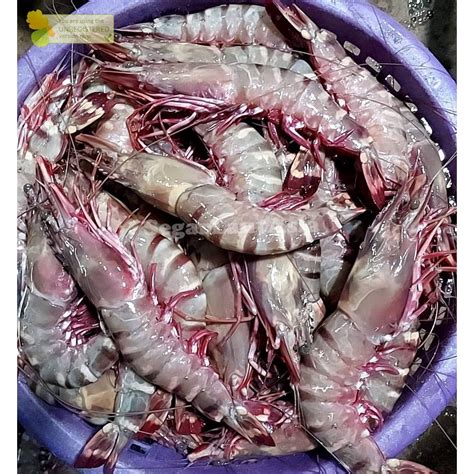 jual udang jumbo segar udang besar udang segar kg shopee indonesia