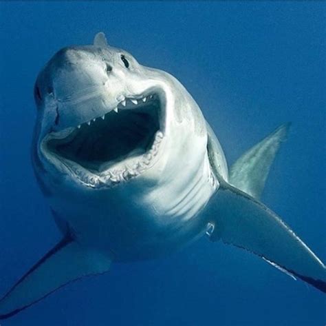 Inspirational Fisherman Befriends 10 Foot Great White Shark Off Cape