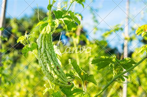 Bitter Gourd Ivy In Farm Cultivation Photos By Canva