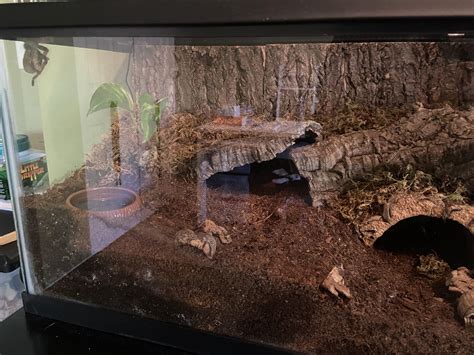 can tarantula hiding cheap 7