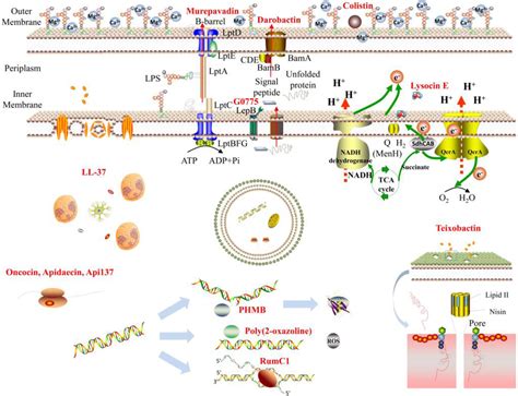 Frontiers The Mechanisms And The Applications Of Antibacterial