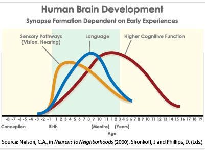 3 Stages of Brain Development (Version 2) | | PTE Question Bank