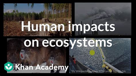 Impact Of Human Activities On The Ecosystems